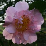 Camellia hybrid 'Monticello'