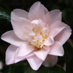 Camellia japonica 'Moonlight Sonata'