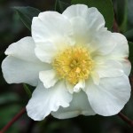 Camellia japonica 'Moonlight'