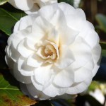 Camellia japonica 'Moshe Dayan'