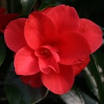 Camellia japonica 'Moshio'