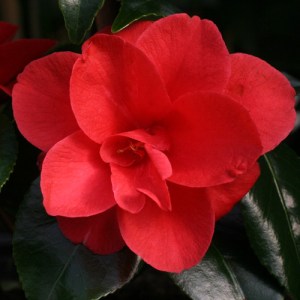 Camellia japonica 'Moshio'