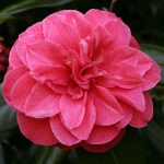 Camellia japonica 'Mrs Ann Marie Hovey'