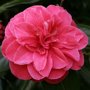 Camellia japonica 'Mrs Ann Marie Hovey'