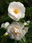 Camellia japonica 'Mrs D. W. Davis'