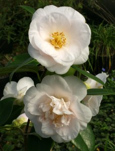 Camellia japonica 'Mrs D. W. Davis'
