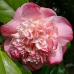 Camellia japonica 'Mrs Lyman Clarke'