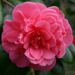 Camellia 'Mrs Springs Variety'