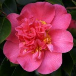 Camellia japonica 'Mrs Swan'