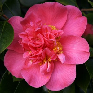 Camellia japonica 'Mrs Swan'