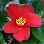 Camellia 'Mrs T. Brockhouse'