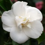 Camellia japonica 'Mrs William Thompson'