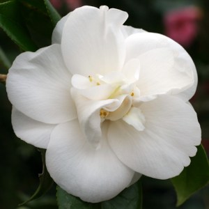 Camellia japonica 'Mrs William Thompson'