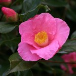 Camellia x williamsii 'Muskoka'