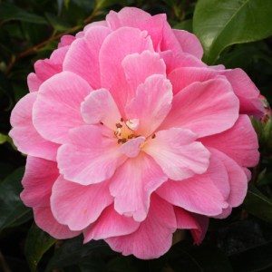 Camellia reticulata 'Mystique'