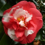 Camellia japonica 'Nagasaki'
