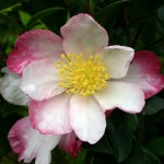 Camellia sasanqua 'Narumigata'