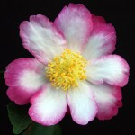 Camellia sasanqua 'Navajo'