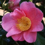 Camellia x williamsii 'New Venture'