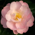 Camellia 'Nicky Crisp'