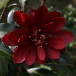 Camellia 'Night Rider'