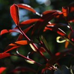 Camellia 'Night Rider'