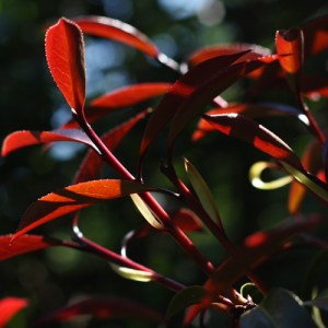 Camellia 'Night Rider'