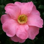 Camellia 'Nijinski'