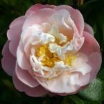 Camellia japonica 'Nina Avery'