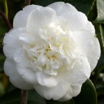 Camellia japonica 'Nobilissima'