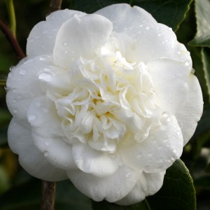 Camellia japonica 'Nobilissima'