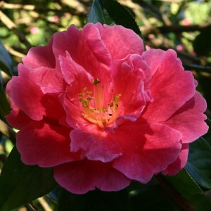Camellia reticulata 'Noble Pearl'