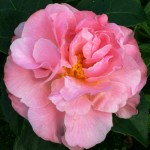 Camellia 'Nonie Haydon'
