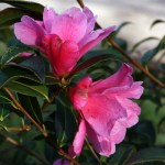 Camellia x williamsii 'November Pink'