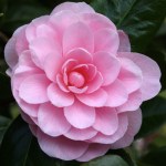 Camellia japonica 'Nuccio's Cameo'