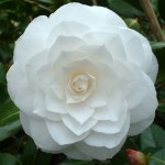 Camellia japonica 'Nuccio's Gem'