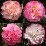 Camellia japonica 'Nuccio's Jewel'