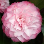 Camellia japonica 'Nuccio's Pearl'