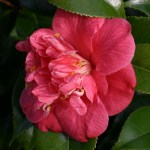 Camellia japonica 'Odoratissima'