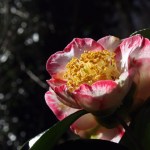 Camellia japonica 'Ôkan' (Higo)