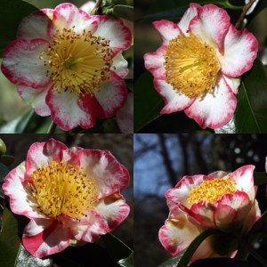Camellia japonica 'Ôkan' (Higo)