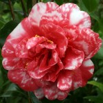 Camellia japonica 'Olga Anderson'