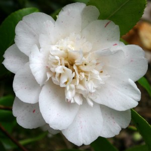 Camellia japonica 'Omega'