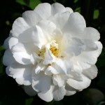 Camellia japonica 'Onetia Holland'