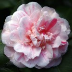 Camellia japonica 'Optima'