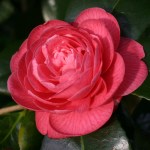 Camellia japonica 'Otahuhu Beauty'