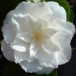 Camellia japonica 'Paolina Maggi'