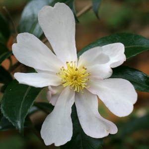 Camellia sasanqua 'Papaver'