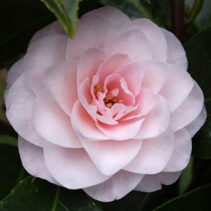Camellia hybrid 'Paper Dolls'