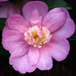 Camellia sasanqua 'Paradise Belinda'